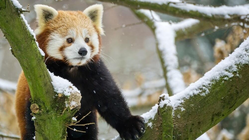 Panda červená v zimě, foto: ZOO Liberec